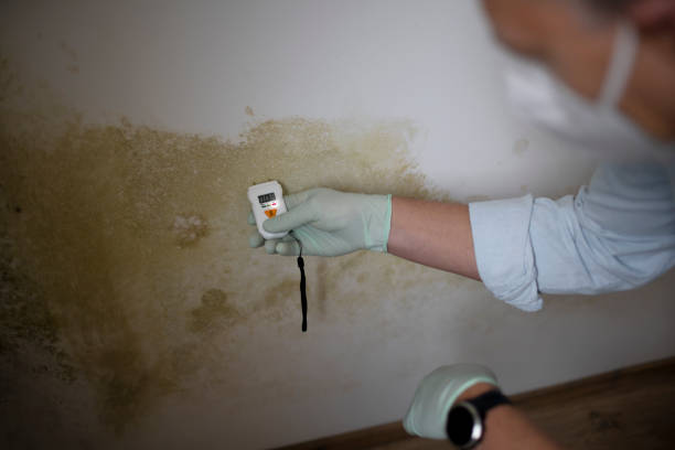 Best Emergency Mold Remediation in Marcellus, MI