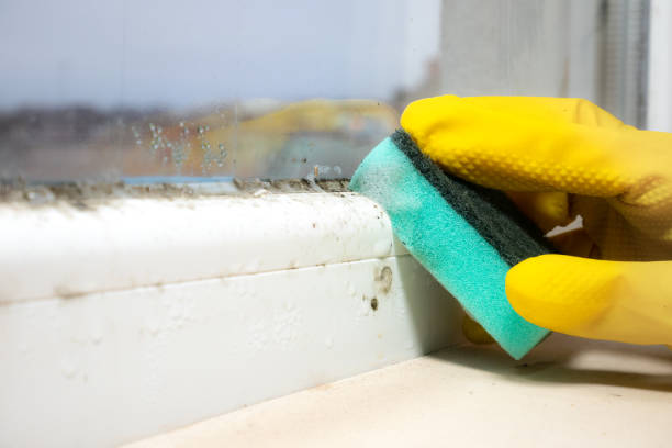Best Kitchen Mold Remediation in Marcellus, MI