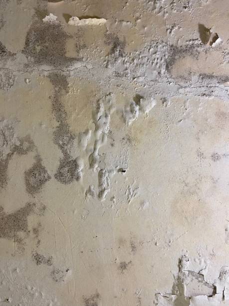 Best Mold Remediation for Schools in Marcellus, MI