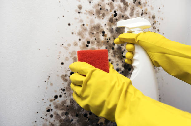 Best Crawl Space Mold Remediation in Marcellus, MI
