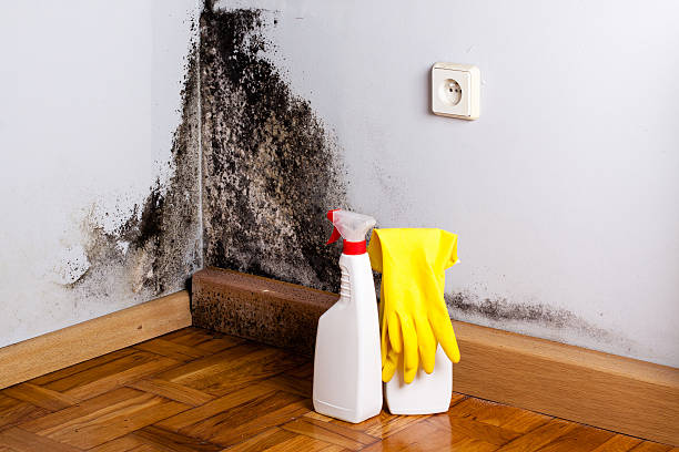 Best Mold Testing and Inspection Services in Marcellus, MI