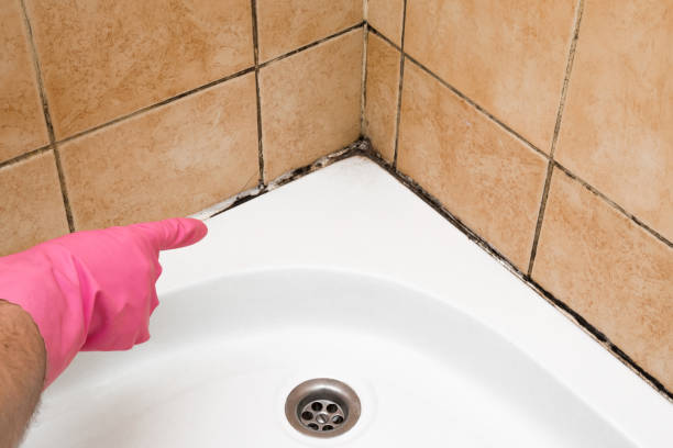 Professional Mold Remediation in Marcellus, MI
